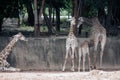 Specie Giraffa camelopardalis family of Giraffidae.