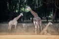 Specie Giraffa camelopardalis family of Giraffidae.