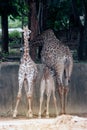 Specie Giraffa camelopardalis family of Giraffidae.