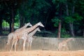 Specie Giraffa camelopardalis family of Giraffidae.