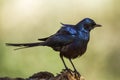 Meves`s Glossy Starling in Mapungubwe National park, South Afric