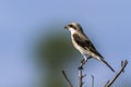 Lesser Grey Shrike in Kruger National park, South Africa Royalty Free Stock Photo