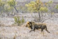 African lion in Kruger National park, South Africa