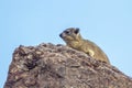 Rock hyrax in Mapungubwe National park, South Africa Royalty Free Stock Photo