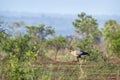 Secretary bird in Kruger National park, South Africa Royalty Free Stock Photo