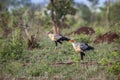 Secretary bird in Kruger National park, South Africa Royalty Free Stock Photo