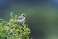 Scaly Weaver in Mapungubwe National park, South Africa Royalty Free Stock Photo