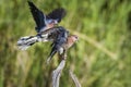 Laughing Dove in Kruger National park, South Africa Royalty Free Stock Photo