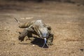 Nile monitor in Kruger National park, South Africa