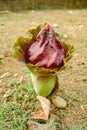 The species Amorphophallus titanum, `corpse flower` or titan arum, is the world`s largest unbranched inflorescence, with a heig