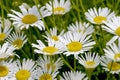 Blossom of the Chamomile, Anthemis, Flower un early summer, Bavaria, Germany, Europe