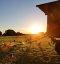 Species appropriate husbandry chicken on beautiful land at sunset Royalty Free Stock Photo