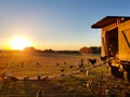 Species appropriate husbandry chicken on beautiful land at sunset