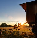 Species appropriate husbandry chicken on beautiful land at sunset