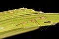 Species of assasin bug from the rainforest jungle