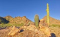 Barrel Cactus and Saguaro growing out of rock in Arizona