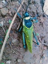 A species of beetle endemicto Sri lanka