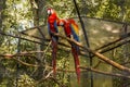 Species of the bird park