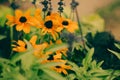 Species Black Eyed Susan or Rudbeckia hirta. Decorative flowers Royalty Free Stock Photo