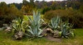 Species of cacti growing in the Crimea, landscape park Feofania