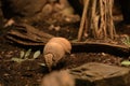 Three-banded armadillo Tolypeutes tricinctus. Animal wild life. Nature and animals.