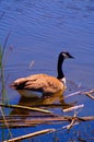 Canada Goose at rest Royalty Free Stock Photo