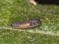 Harlequin Ladybird Larva Royalty Free Stock Photo