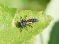 Harlequin Ladybird Larva Royalty Free Stock Photo