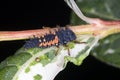 Harlequin Ladybird Larva Royalty Free Stock Photo