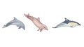 Species of Delphinidae Ã¢â¬â Bottlenose dolphin, Common dolphin, Chinese white dolphin in Cartoon design style, aquatic mammals on