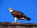 Species of diurnal raptor the osprey Royalty Free Stock Photo