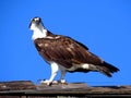 Species of diurnal raptor the osprey Royalty Free Stock Photo