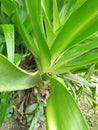 Janet Craig dracena & x28;Dracaena fragrans& x29;