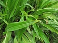 Janet Craig dracena & x28;Dracaena fragrans& x29;