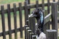 EMU-Dromaius novaehollandiae Royalty Free Stock Photo