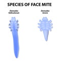 Species of face mite.