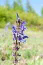 Salvia pratensis, the meadow clary with violet blue flowers