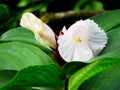 Cheilocostus speciosus Royalty Free Stock Photo