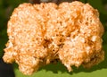 Cauliflower fungus, Sparassis crispa. Royalty Free Stock Photo