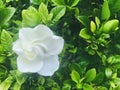 Cape Jasmine. White Jasmine in garden after rainy day, raindrop on petals.