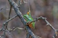 Hyla orientalis