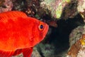 Fish of the Red Sea, Blotcheye soldierfish