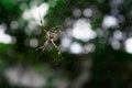 Silver spider Common species of South America Royalty Free Stock Photo