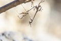 A species of mantis perched upside down on a branch Royalty Free Stock Photo