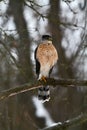 Stately Serious Coopers Hawk with Grey Forested Background - Accipiter cooperii