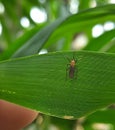 A Species of Mosquito in a leaf.