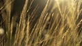 Reeds Imperata cylindrica in the late afternoon sun