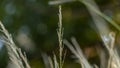 Imperata cylindrica, cogongrass, or kunai grass