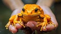 species panamanian golden frog