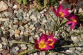 Dwarf tulip in early spring